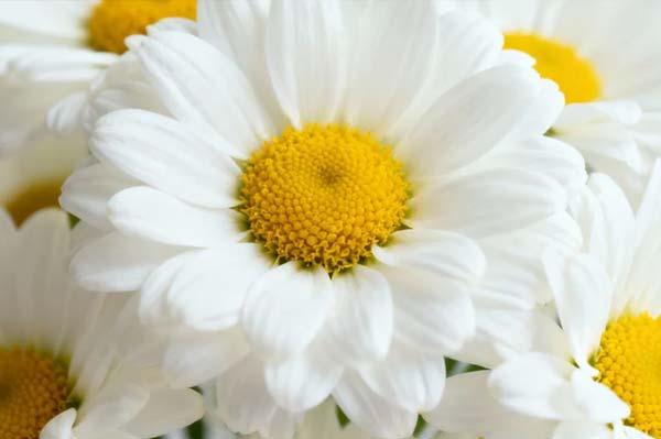 Natural anti-itch and soothing essence